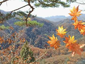 澳門六開彩天天免費(fèi)資訊統(tǒng)計(jì),澳門六開彩天天免費(fèi)資訊統(tǒng)計(jì)，揭示背后的風(fēng)險(xiǎn)與挑戰(zhàn)