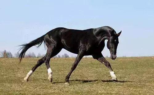 澳門今晚開特馬四不像圖,澳門今晚開特馬四不像圖——揭示違法犯罪背后的真相